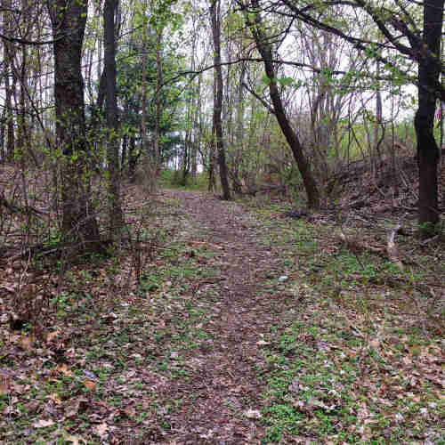 A sparsely wooded dirt path in springtime 