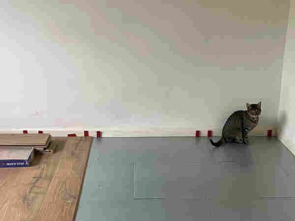 Picture of a renovation of a floor, showing the underlay foam on the right and the laminated flooring on the left (some pieces already laid and other staggered waiting to be used on the missing part). A cat is sitting near the right corner, with a white wall background. Morning light. 