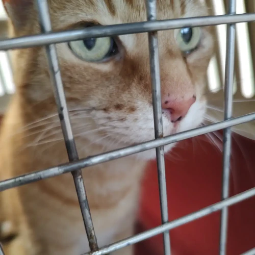 Tomcat Simba in the carrier waiting for the vet