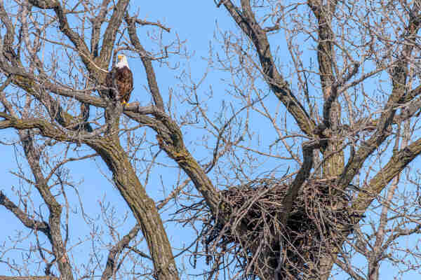 Image of an American eagle perched on a large branch above an eagle nest or aerie. The eagle is in the upper left frame and the nest is in the lower right. The nest is made up of large branches and is wide and deep enough for the eagle to fit comfortably with plenty of room to spare. Adult eagles are typically around two and a half feet tall with a wingspread of six to seven feet. Just a guess but the nest looks as though it may be roughly four to six feet wide and four to six feet tall. Bald eagles have brown body feathers, white head and tail feathers, clear, light yellow-green eyes with large pupils, yellow-orange beaks that curve downward to a point, yellow-orange legs, and yellow-orange feet that end in sharp black talons.