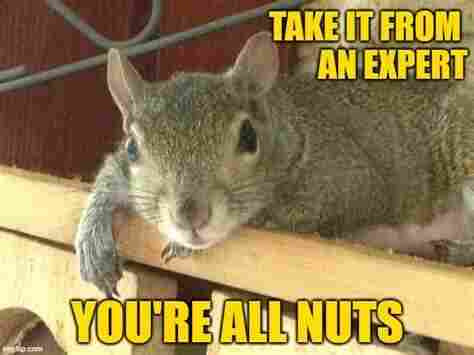 Picture a grey squirrel in a box looking at us with beady eyes.
The caption reads:

“TAKE IT FROM AN EXPERT”
“YOU RE ALL NUTS”