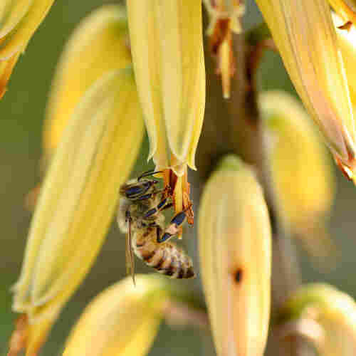A honeybee on yellow aloe vera flowers.