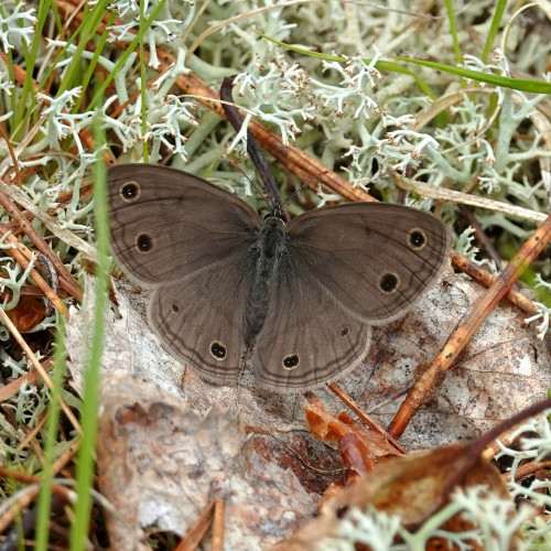 A small brown butterfly with eight black dots, outlined in yellow,
sits on a dry leaf, surrounded by Reindeer lichens