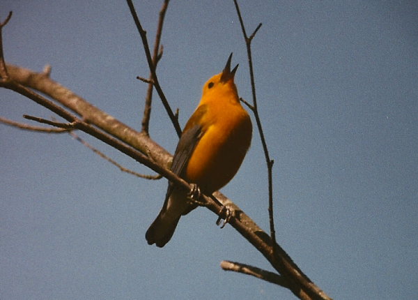 A Prothonotary Warbler perches on a tree branch, singing. Its head is pointing up and its bill is open. The bird is overall golden-colored, but there is a tint of reddish due to film issues or weird light. The bird has gray wings, and a bold black eye. The background is sky blue.