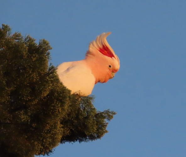 Head of a pink and white cockatoo peering out from behind a branch