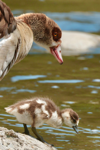 An odd looking goose with a dark ring around its eye gazes down at an incredibly cute baby gosling.