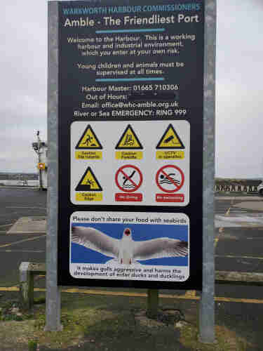Amble Harbour Sign with lots of information, including "Please don't share your food with seabirds" with a swooping gull picture