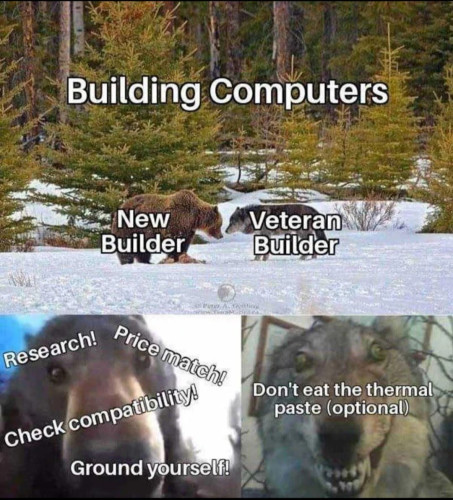 Top caption reads "Building Computers".
Photo of a bear and a wolf staring at each other in a faceoff in some snowy woods. Bear is labelled "new builder" while wolf is labelled "better builder". Close-up photo of wolf is failed taxidermy wolf