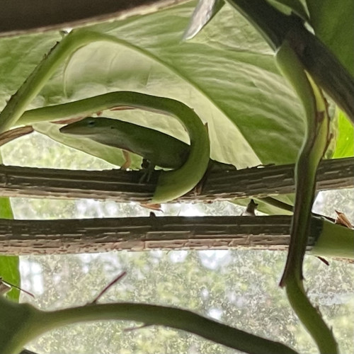 A zoomed in picture of a bright green Anolis carolinensis lizard blending in perfectly with a pothos plant climbing in front of a window.