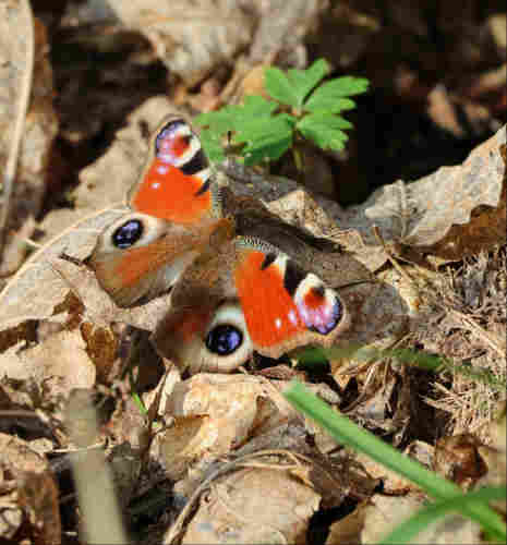 A beautiful red and russet-brown butterfly perched on a small pile of fallen leaves. It has large eye-like patterns on its wings, in shades of red, white, and black, with some blue highlights