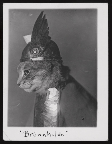 These are pictures of a cat in black and white, the cat is wearing a winged metal viking style helmet, a cloak, and a shiny sequin breast piece. It looks very calm and regal. The name Brünnhilde is hand printed underneath.