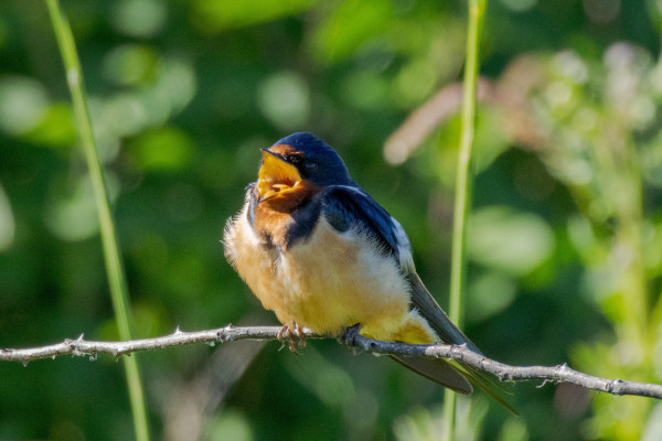 a barn swallow sitting on a spiky vine with beak wide open revealing their little orange tongue. their beak and face are orange, their back is blue, and their belly is cream colored. they are a small round bird with a round head and long sleek wings