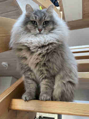 Grey Siberian cat sitting on staircase. He is very fluffy and has a giant mane around his neck. His whiskers are very prominent
