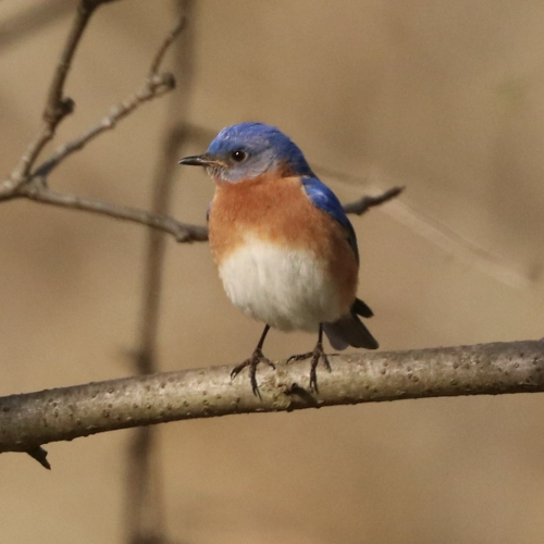 An Eastern Bluebird perched on a branch, showing its blue head and back, reddish-orange breast, and white belly against a pale brown background. 