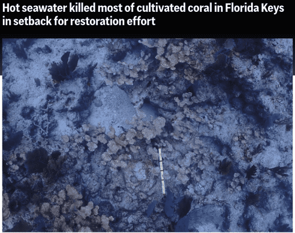 Photo of dead coral off the coast of Floriday, with the Associated Press headline: "Hot seawater killed most of cultivated coral in Florida Keys in setback for restoration effort"