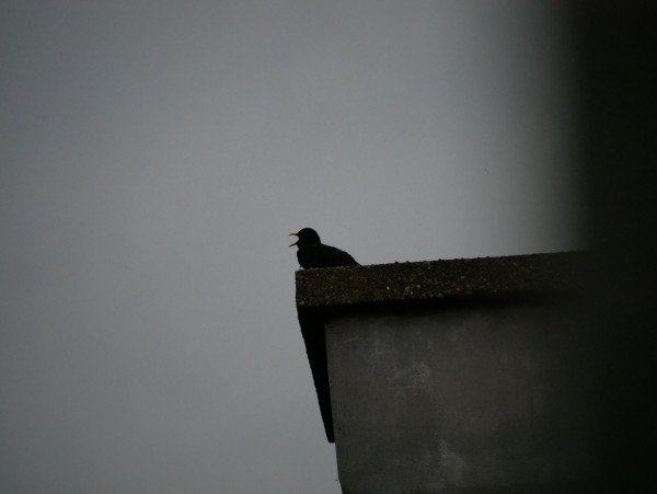 Foto einer schwarzen Amsel, die auf einem gemauerten Rauchfang sitzt. Sie hat den Schnabel weit aufgerissen und sieht nach links. Der Himmel hinter ihr ist grau und dunkel.