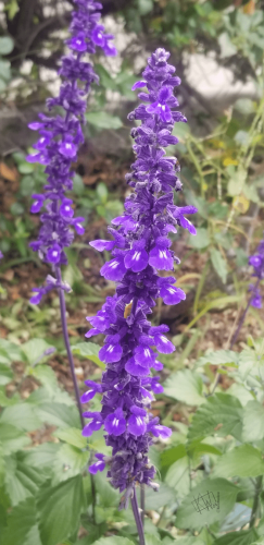 Photo of a tall, thin flower made up of lots of tiny purple flowers clustered along the stem- it might be a larkspur.