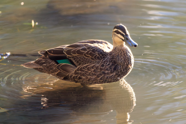 Pacific Black Duck standing on a submerged rock in the water, and backlit, such that the water on its head is sparkling in the sunlight. 

The duck's plumage is made up of dark brown feathers, with light brown edging, giving it a scalloped appearance. It has an iridescent green patch on the wing. 