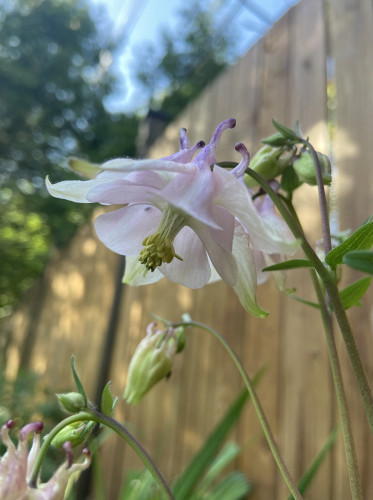 A columbine flower, with its stem coming up at the right, and the flower hanging toward the left. It’s delicate pink, with purple at the upper tips and greenish white at the lower ends of the petals. Its stamens grow straight down in a cluster, fine white limbs with yellow paddles at the ends.