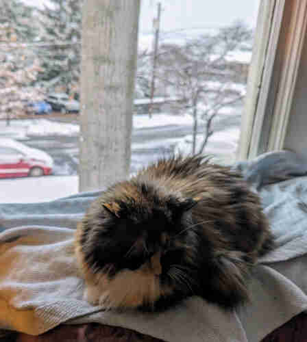 fluffy calico/torti cat lying on blue blanket on back of couch in front of window, her face turned away from the snowy view