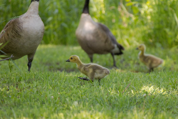 a fluffy yellow gosling stomping through some green grass while their two parent geese and a sibling stand in the background