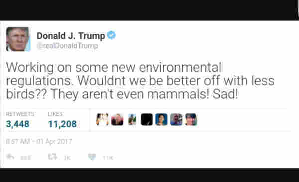 Fake Trump Tweet: Working on some new environmental regulations. Wouldn't we be better off with less birds?? They aren't even mammals! Sad!
