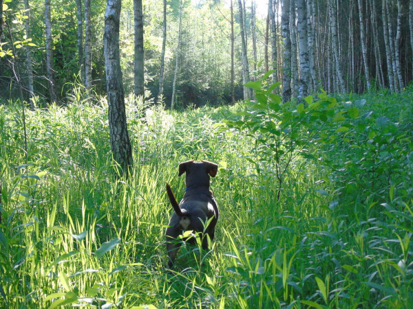 A small chocolate dog walking towards the sun through tall grass in a forest.