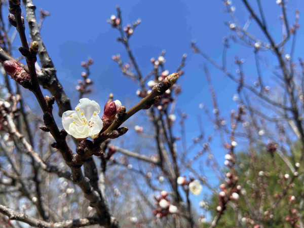 A single apricot blossom in focus. With many more buds blurry in the background. It has white petals and white stamens with yellow ends. The unopened buds are red. All against blue sky. 