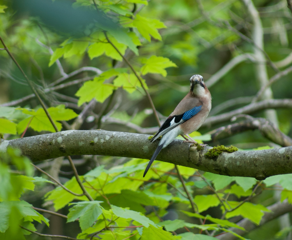 A brown bird with black, white and blue wings, sits on a branch looking towards the camera 