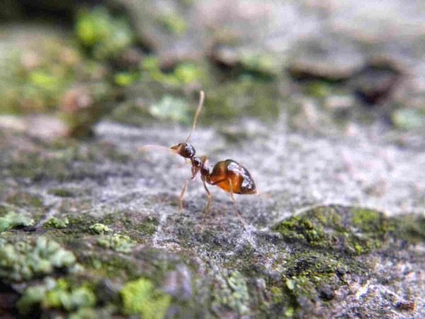 A small glossy dark brown ant on a tree trunk. Its gaster (abdomen) is swollen with nectar, a translucent golden-brown with the dark brown plates on its back stretched far apart.