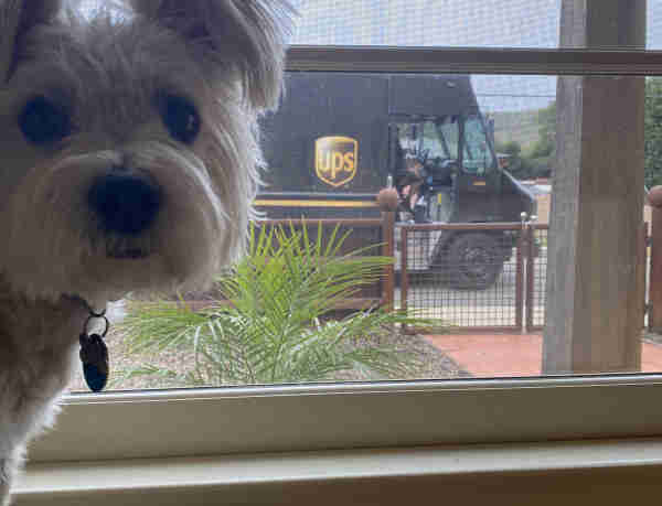 Little white dog with UPS truck in the back