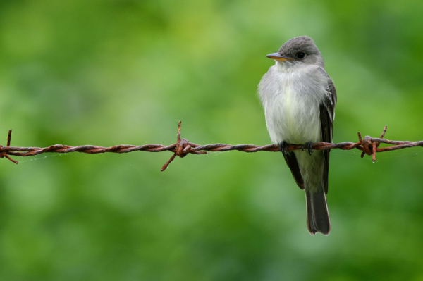Closeup of an Eastern Wood-Peewee perched on a rusty barb wire (three spaced point my barbs on twisted wire), right side of the photo facing slightly to the left, against an intentionally blurred background of spring green foliage. This bird is a grayish-brown flycatcher with two pale wingbars, tiny pointed bill that is orange on the bottom, and pale underneath with a very faint wash of yellow in the center of its belly.