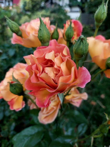 Closeup view of a cluster of pink, buff, peach colored roses and green buds.