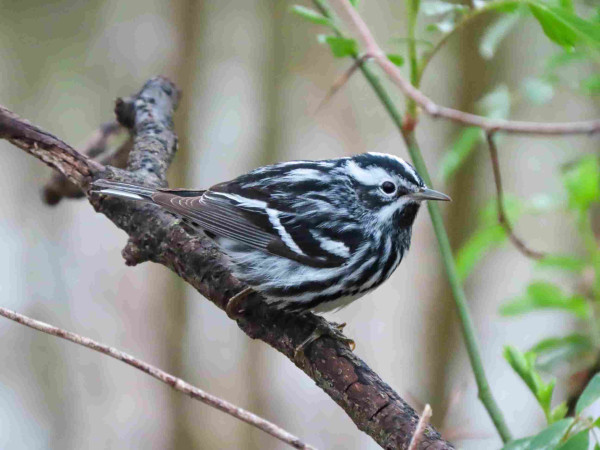 A photograph of a black and white warbler, a small, round bird with striped plumage sitting on a branch.
