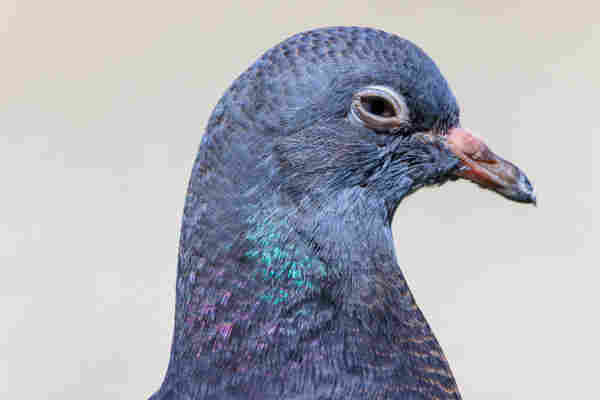 Close-up portrait of a tired blue-barred pigeon fledgling. Their eye is half-closed.
