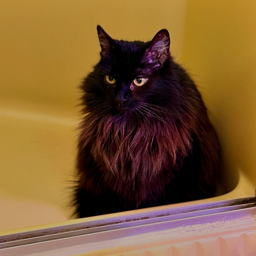 A floofy black cat sits in a harvest gold shower. It matches her eye color. 