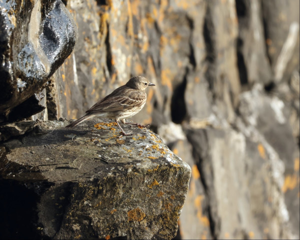 A small brown and tan bird stands on top of an out-thrust rock, looking out to the right. Behind it is a sheer rock wall dotted with splats of orange lichen, and a wet area where water seeps down from above