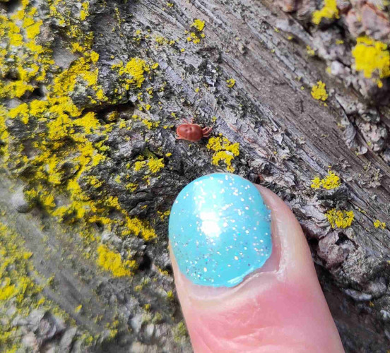 A red mite on bark, pointed at by my gigantic finger. I am wearing light blue nail polish.