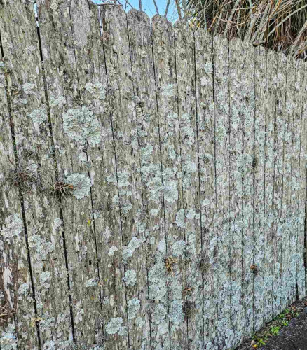 Close up view of a tall, wooden picket fence, aged and weathered and nearly entirely covered with lichen in various stages and shades of grey and green.