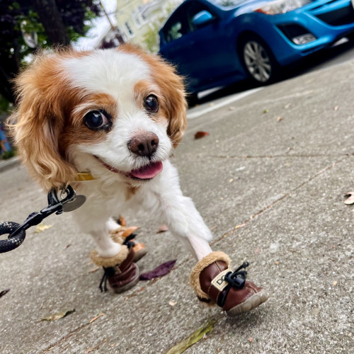 Cookie the Cavalier King Charles spaniel in boots smiling and walking. Her feet are shaved, showing skinny legs where an IV drip had been due to prior hospitalization 