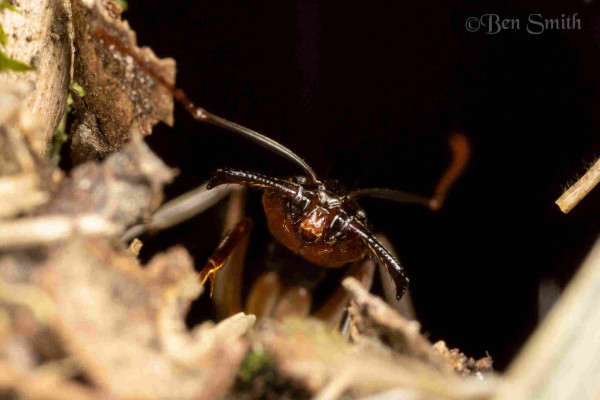 An ant peering out the entrance of its nest. Only its face is in focus. Its trap-jaws wide open and eyes looking directly into the lens of the camera. 