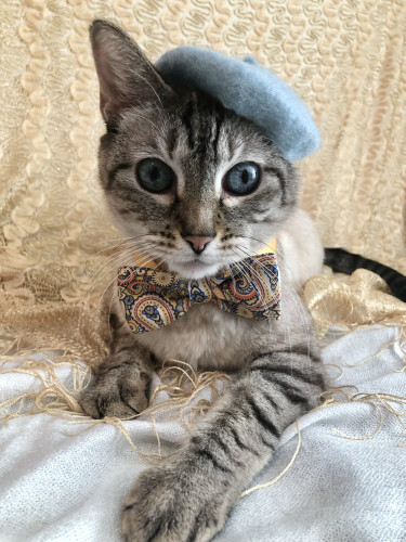 A lynx point Siamese lying with one striped paw stretched towards the camera. He is wearing a little blue beret that matches his eyes, and a golden paisley bow tie with blue highlights. The background is golden. He looks adorable and but the lighting is a little dark.
