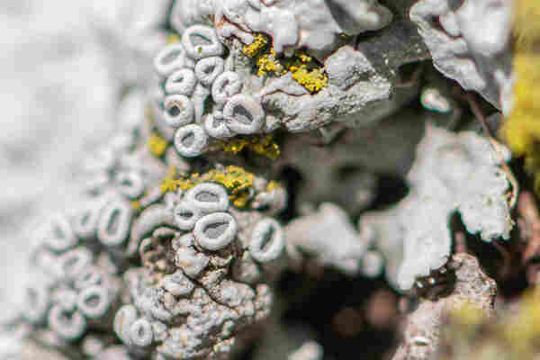 Closeup photograph of a white lichen with green patches of yellow-green algae. This lichen appears to be a type of rosette lichen (ID app suggests Physcia stellaris). It has raised circular structures that have a curved rim and a concave, darker center in addition to rough-edged plates that attach to the host. 