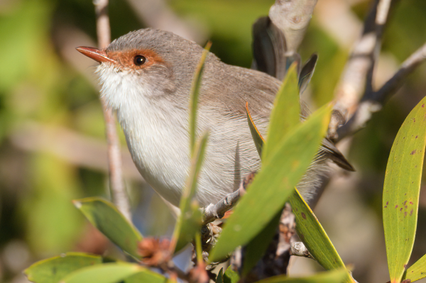 Small brown bird with pale chest and a mask over the eyes continuing the colour of her beak, facing to left of frame and partially obscured by leaves. Background is blurred green of more scrub
