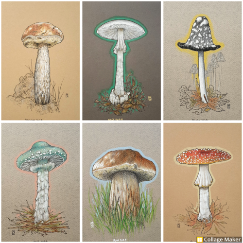 A photo collage of some of my mushroom drawings. 