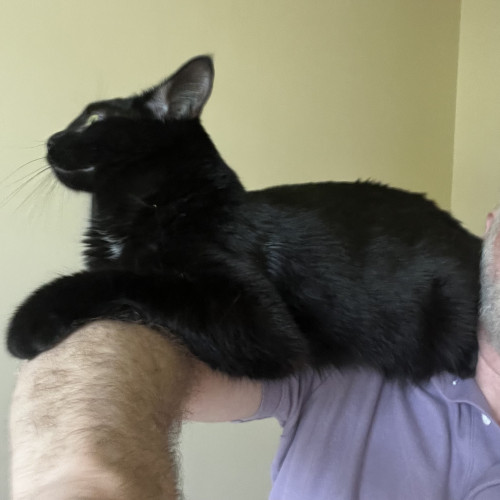 a black cat rides on my shoulder and upper arm, looking proudly into the horizon
