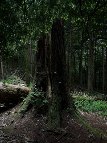 A very large tree stump in an old growth forest. The trunk has broken off the base of the stump about 10 feet above the ground. The forest floor behind the stump is now exposed to sunlight and a small patch of ferns are illuminated on the right of the stump. Small mushrooms and moss and ferns adorn the base of the stump. 
