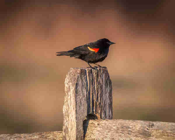 A photograph of a Red-winged Blackbird perched on a wooden fence post. 