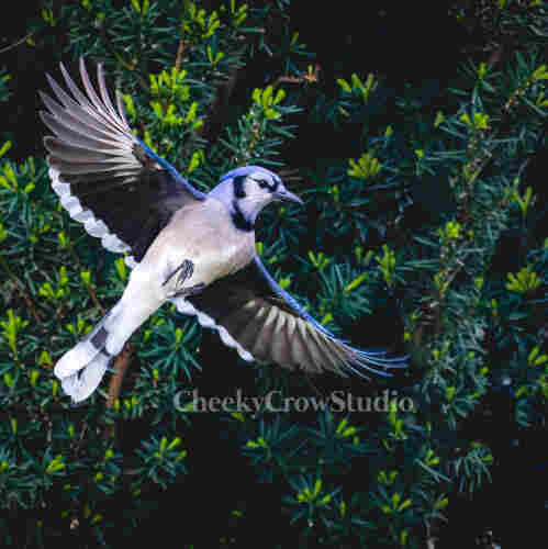 A blue jay with wings outstretched flies in front of a green hedge background. The bird is blue, white, black, and grey.