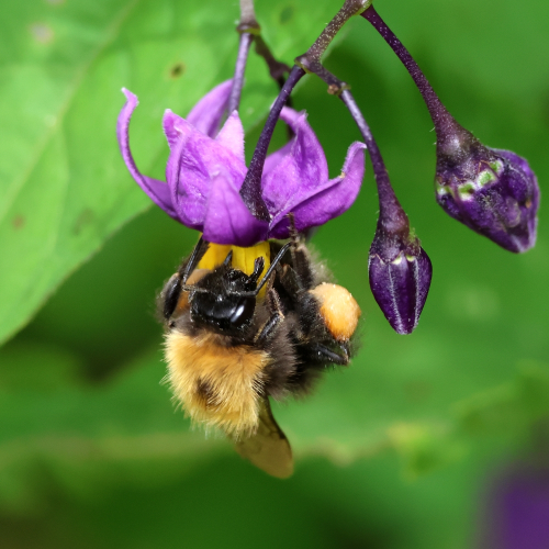 A Common Carder Bee hanging from a Wood Nightshade flower. The Bee, a type of Bumblebee, is very fluffy with lots of yellowish hairs on her thorax. Her head, with its large compound eyes, and jaws which appear to be clamped on to the flower, are black, as are the legs and what we can see of the abdomen. A large pollen basket can be seen on the hindmost leg on side of the Bee that we can see. The flower hangs from the end of a purplish stem. It's five, pointed petals, which curl upwards, are purple, but the stamens descending from the middle of the flower, which are fused together into a cone, are a deep yellow colour.